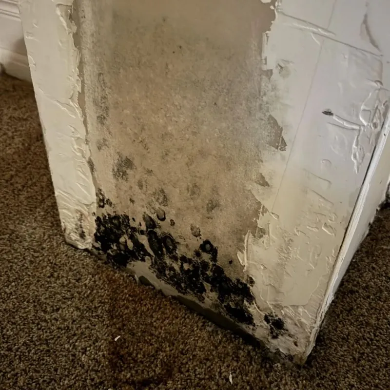 Professional Mold Removal in Wood County, WV